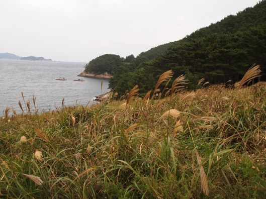 ripples of water and ornamental grasses in Geoje-si, South Korea (inspired by mrs. carmichael)